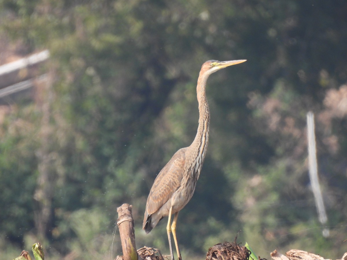 Purple Heron - ML646443064