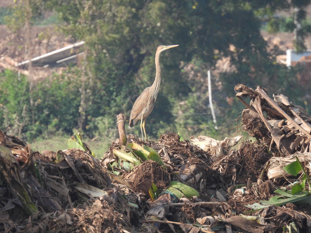 Purple Heron - ML646443065