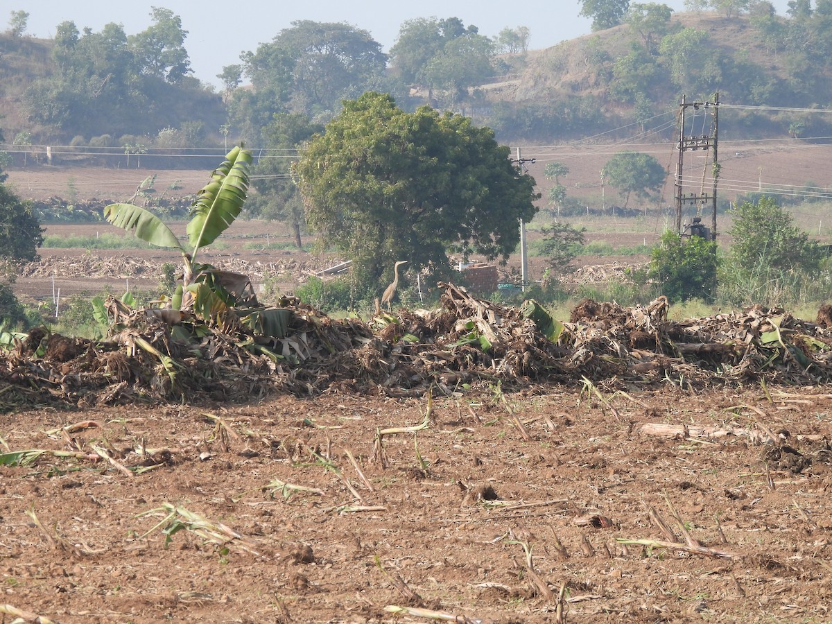 Purple Heron - ML646443066