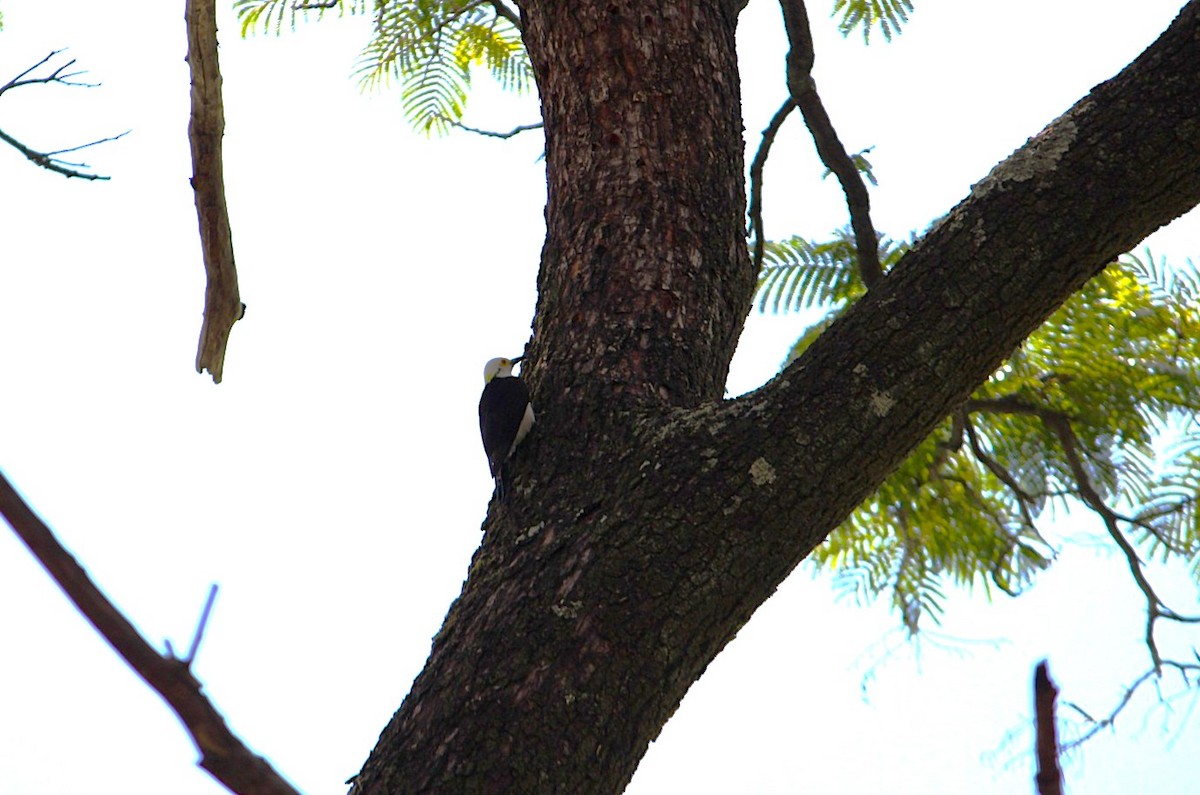 White Woodpecker - ML646443067