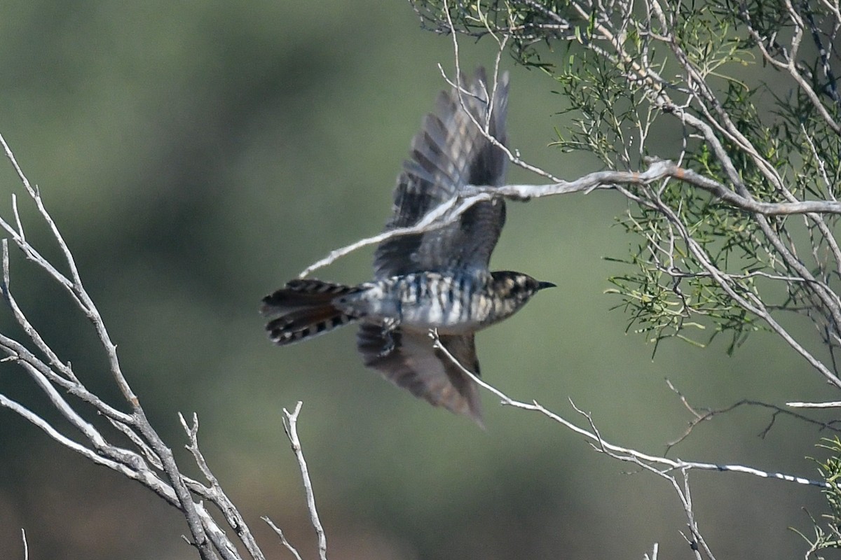 Horsfield's Bronze-Cuckoo - ML646443071