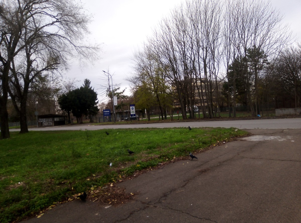 Eurasian Jackdaw - ML646443073