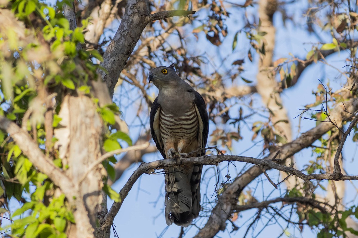 カンムリカッコウハヤブサ - ML646443075