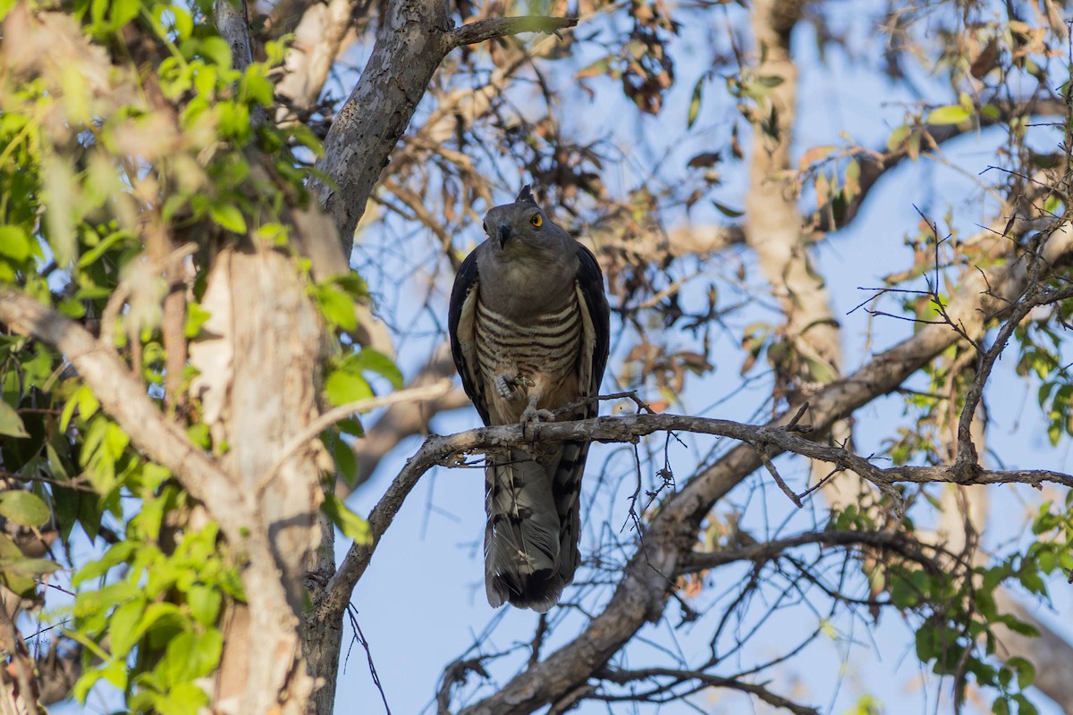カンムリカッコウハヤブサ - ML646443076