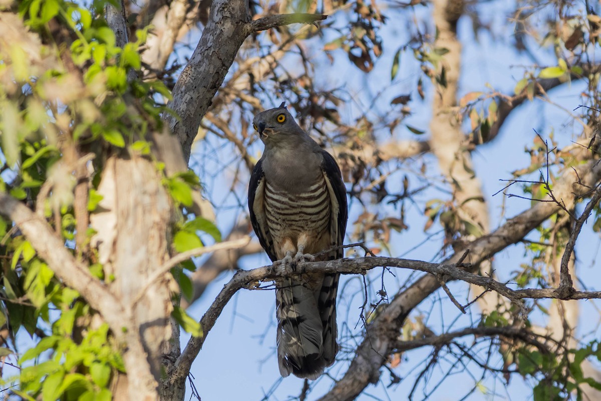 カンムリカッコウハヤブサ - ML646443077