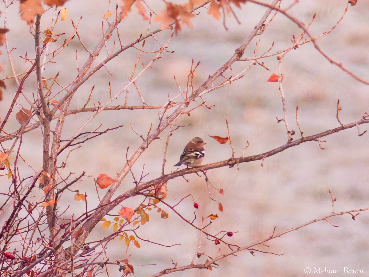 pěnkava obecná - ML646443082