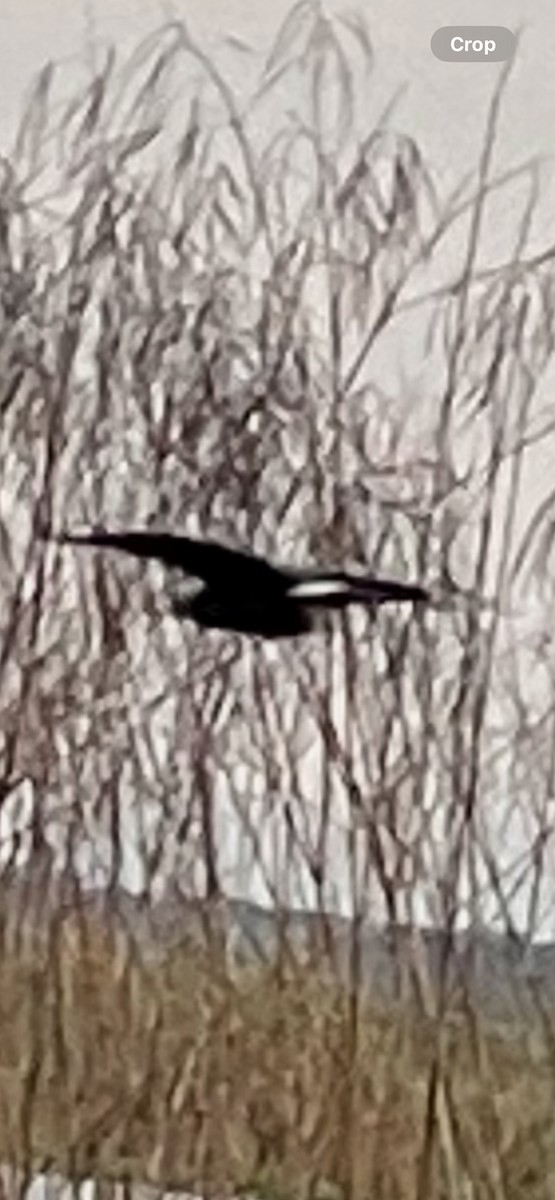 plžojed bažinný - ML646443083