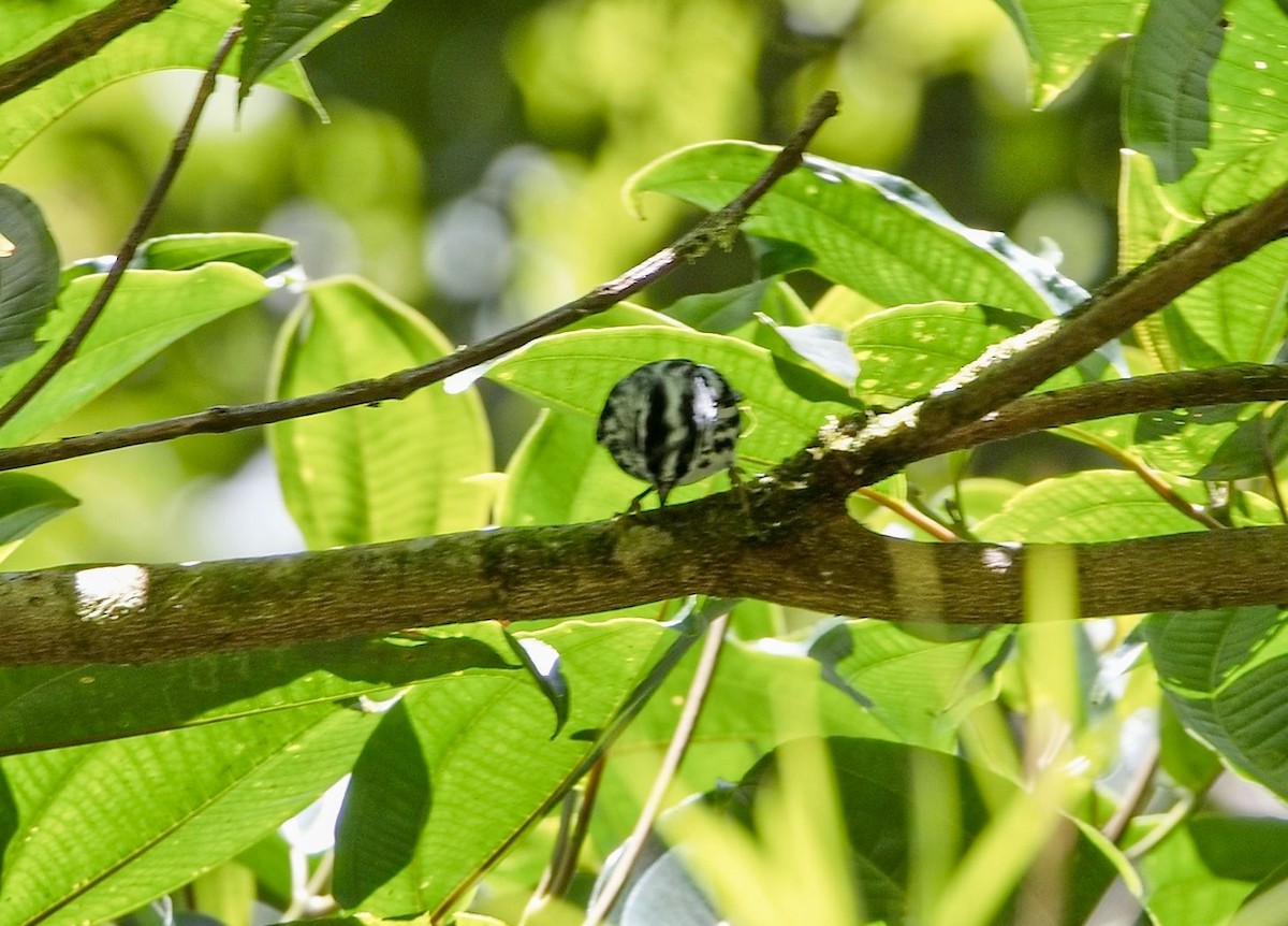 ハイイロカザリドリモドキ - ML646443084