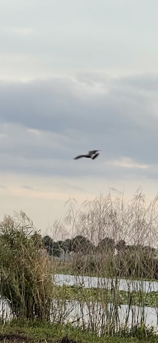 plžojed bažinný - ML646443085