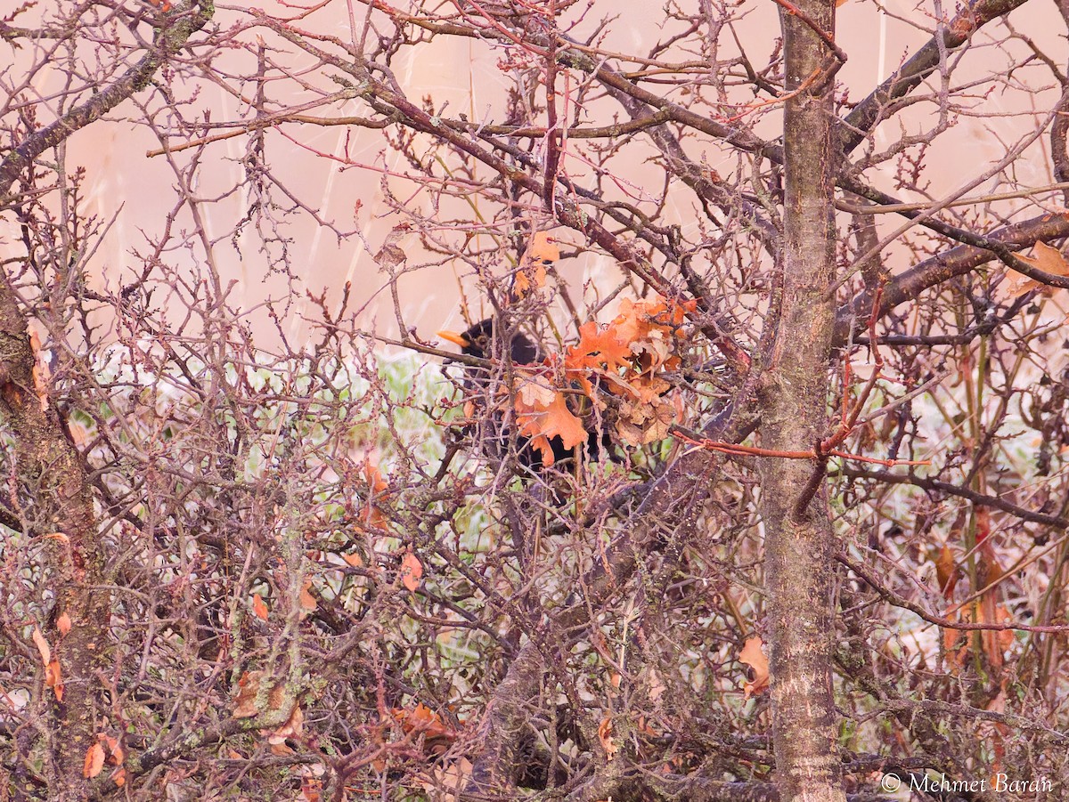 kos černý - ML646443086