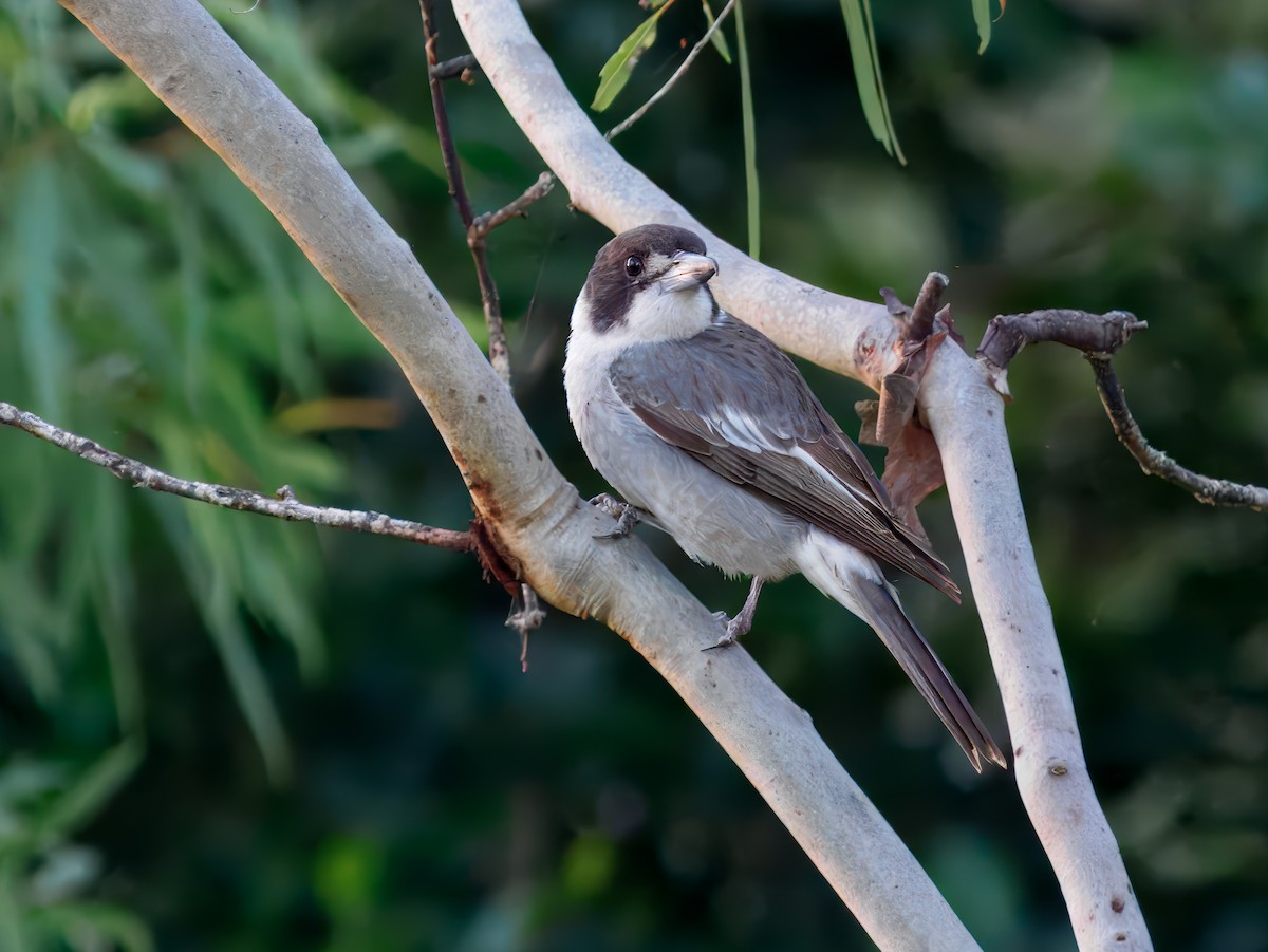 Gray Butcherbird - ML646443087