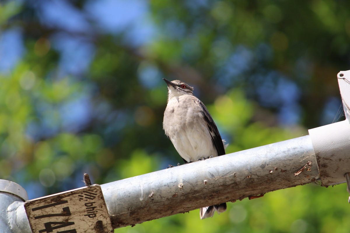 Gray Monjita - ML646443090