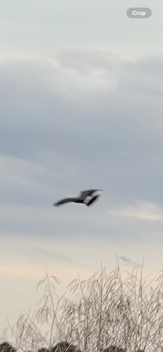 plžojed bažinný - ML646443092