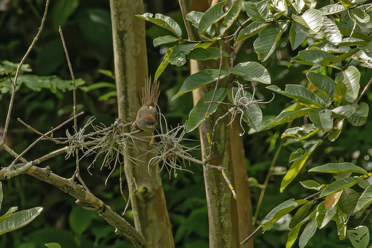 Pale-breasted Spinetail - ML646443093