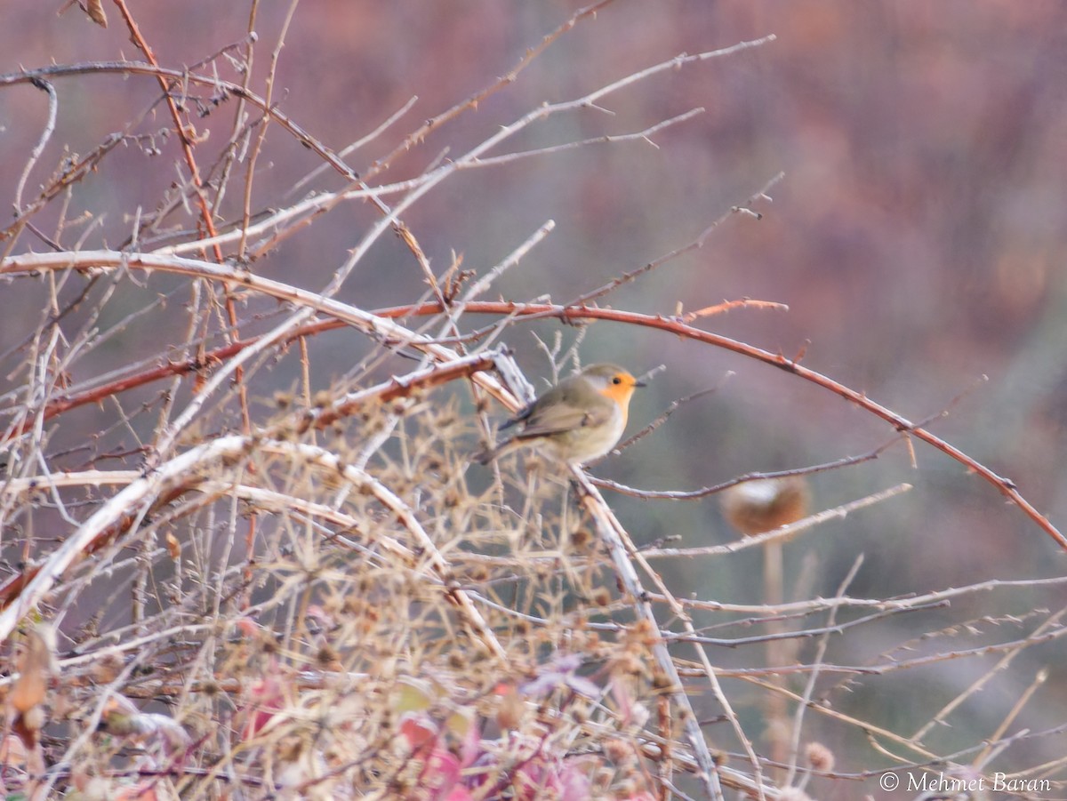 červenka obecná - ML646443094