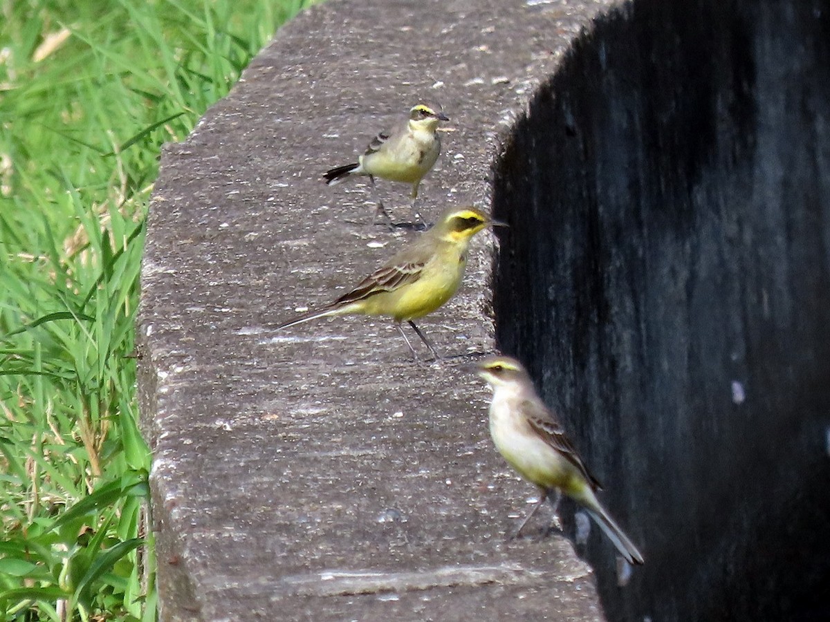Eastern Yellow Wagtail - ML646443095