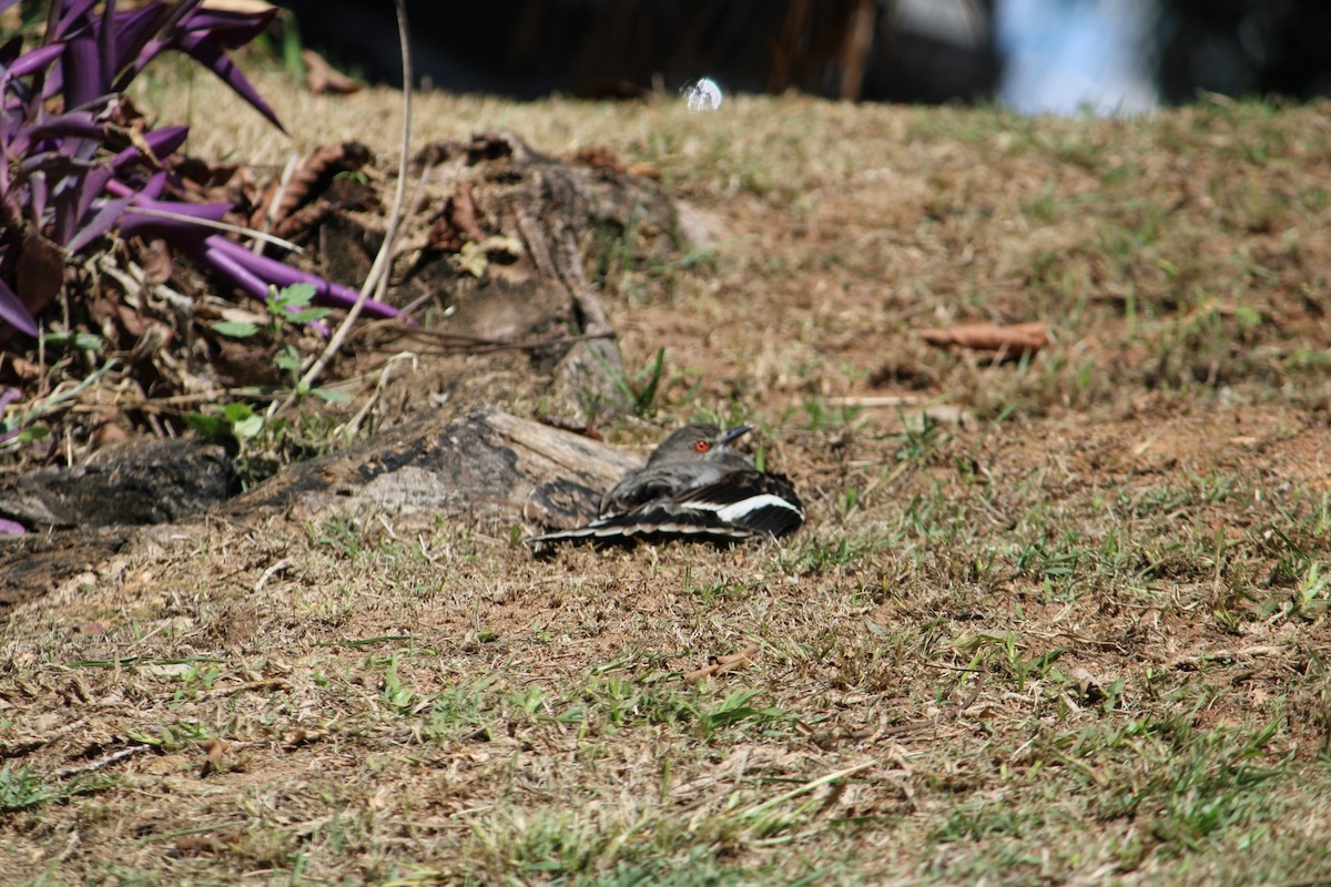 Gray Monjita - ML646443096