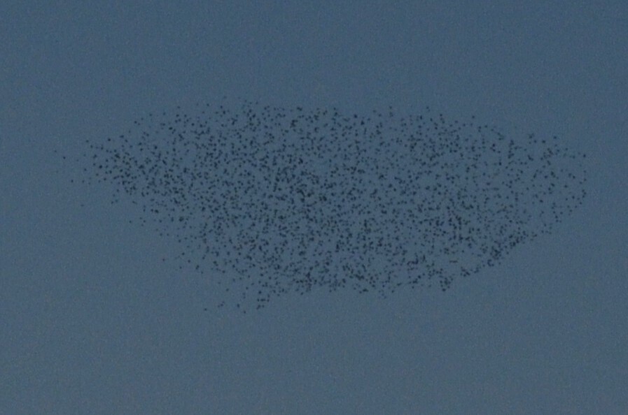 European Starling - ML646443097