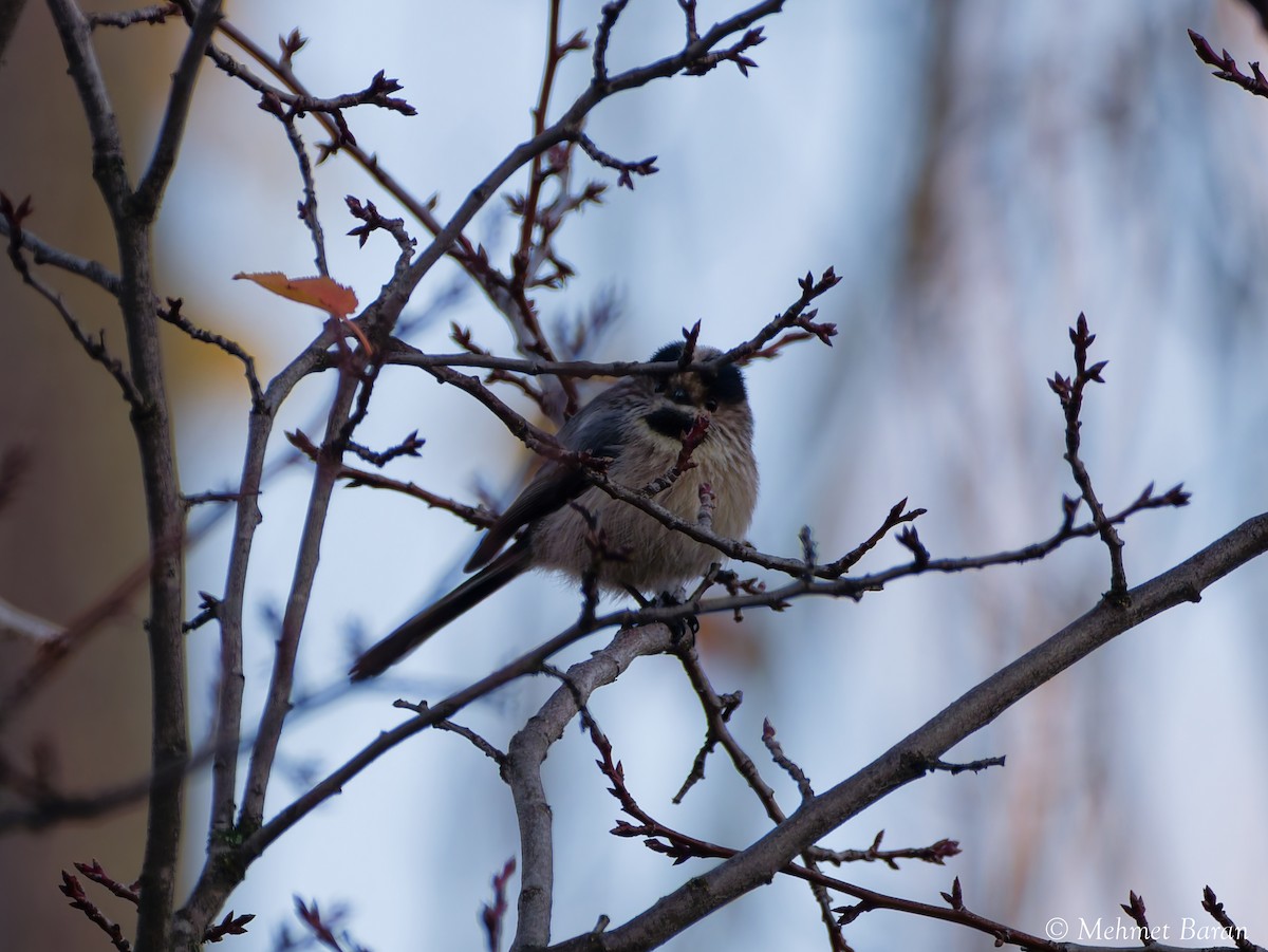 mlynařík dlouhoocasý - ML646443098