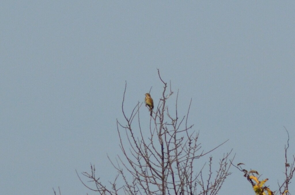 Corn Bunting - ML646443100
