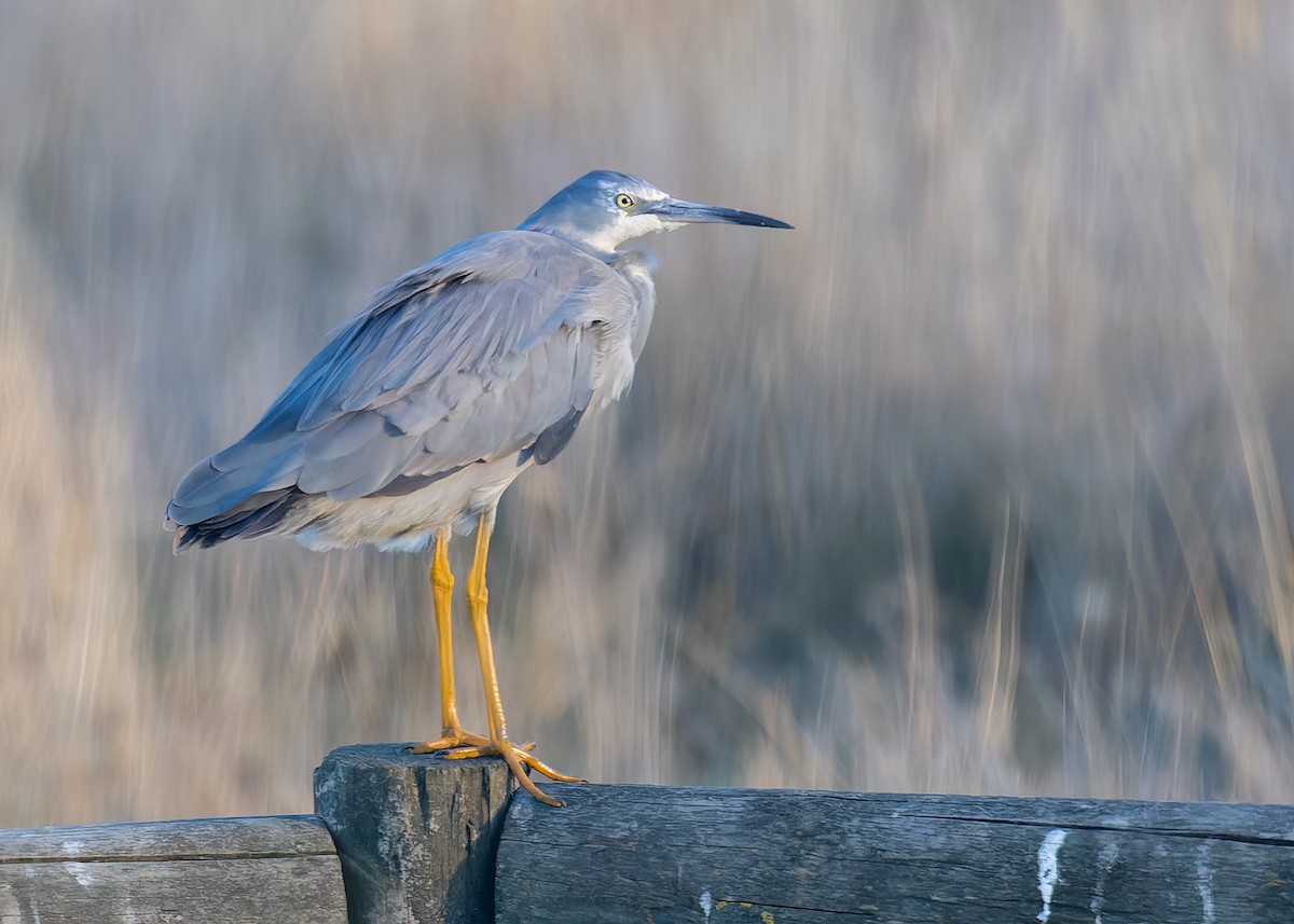 White-faced Heron - ML646443101