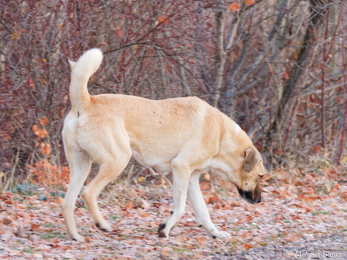 Western Domestic Dog - ML646443102
