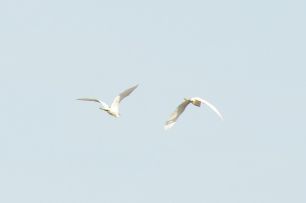 Little Egret - ML646443105