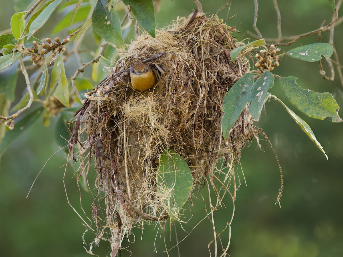 Anambé Castaño - ML646443108
