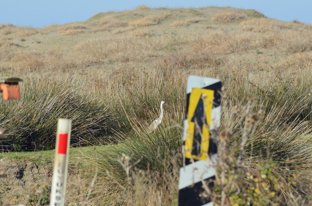 Gray Heron - ML646443109