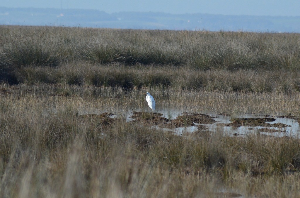 Great Egret - ML646443110