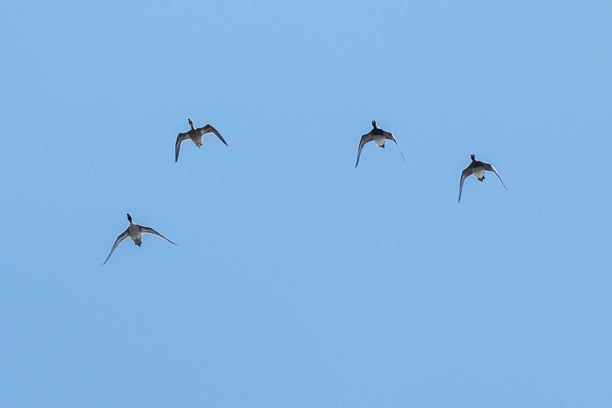 Свиязь - ML646443112