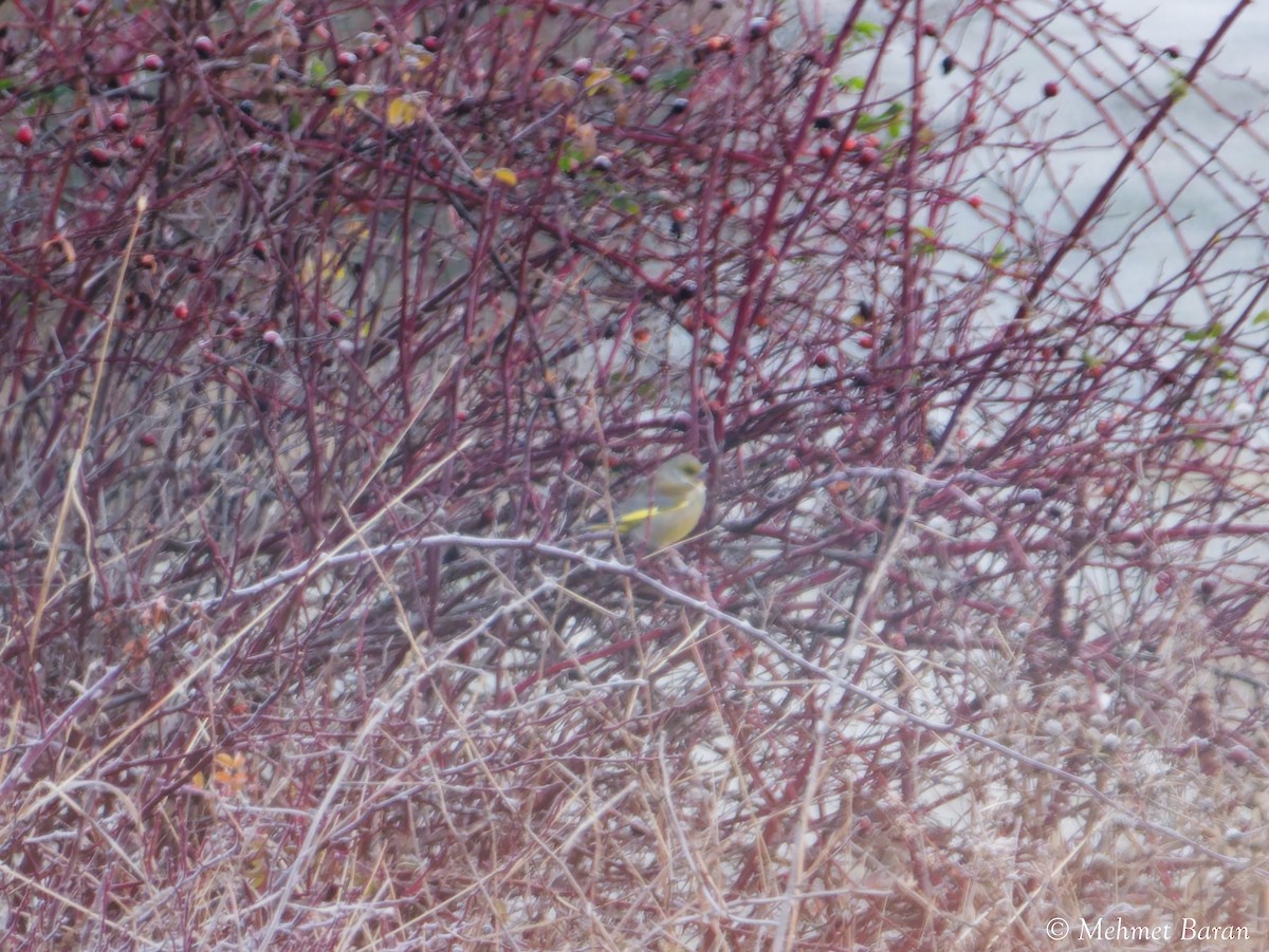 zvonek zelený - ML646443113