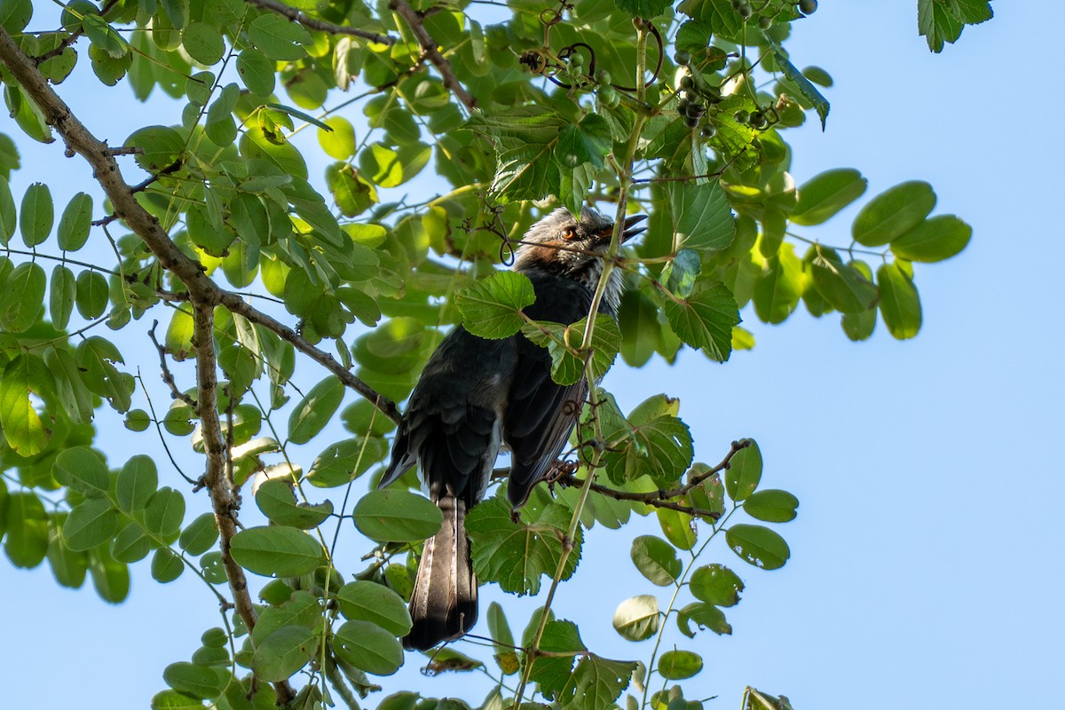Короткопалый бюль-бюль - ML646443114