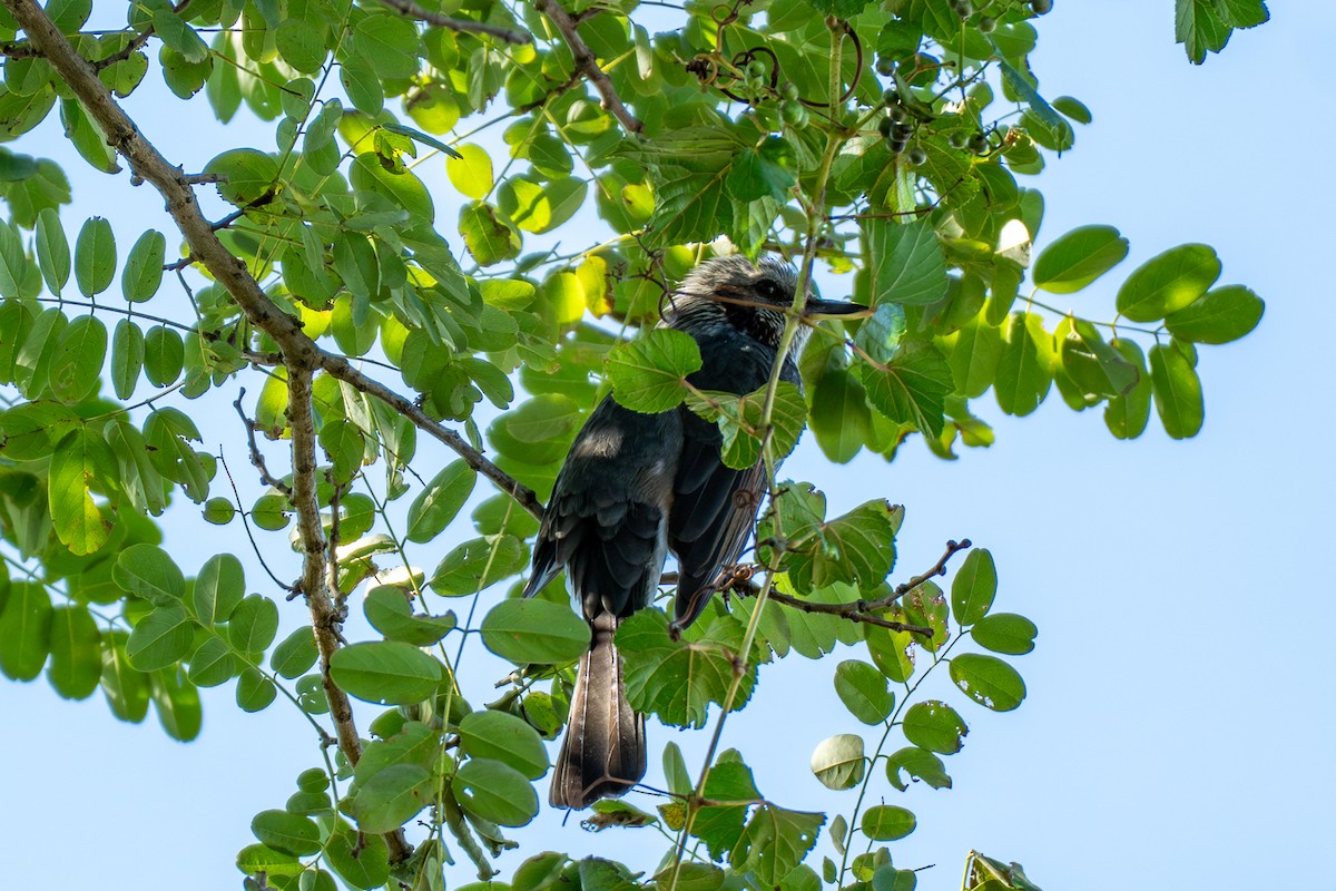 Короткопалый бюль-бюль - ML646443115