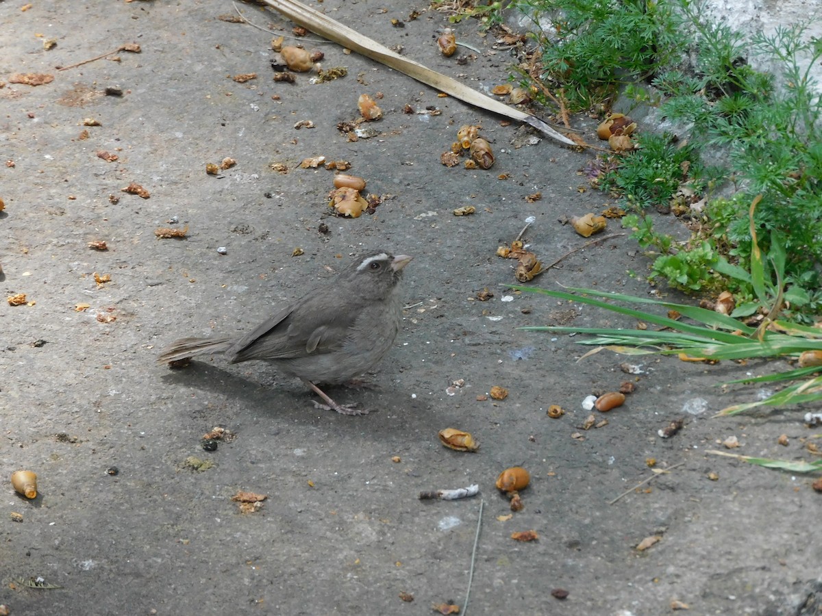 Brown-rumped Seedeater - ML646443116