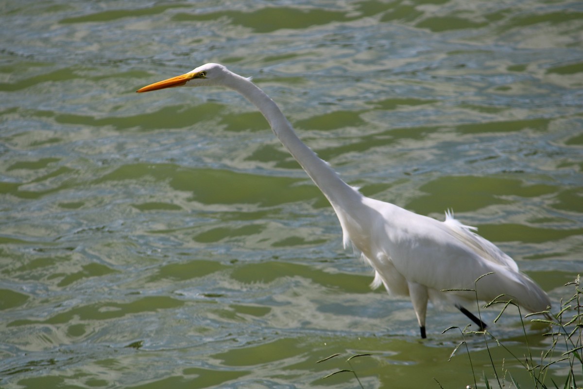 大白鷺 - ML646443119