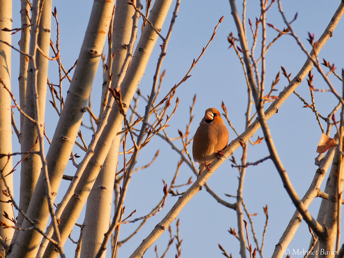 dlask tlustozobý - ML646443124