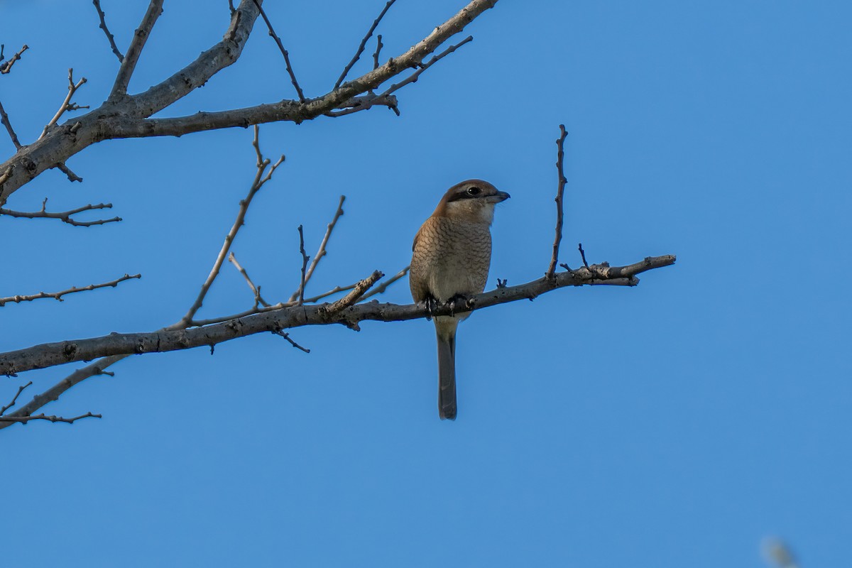 Японский сорокопут - ML646443125