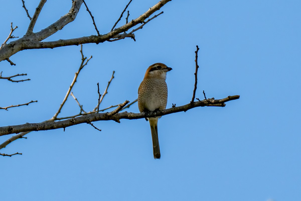 Японский сорокопут - ML646443126