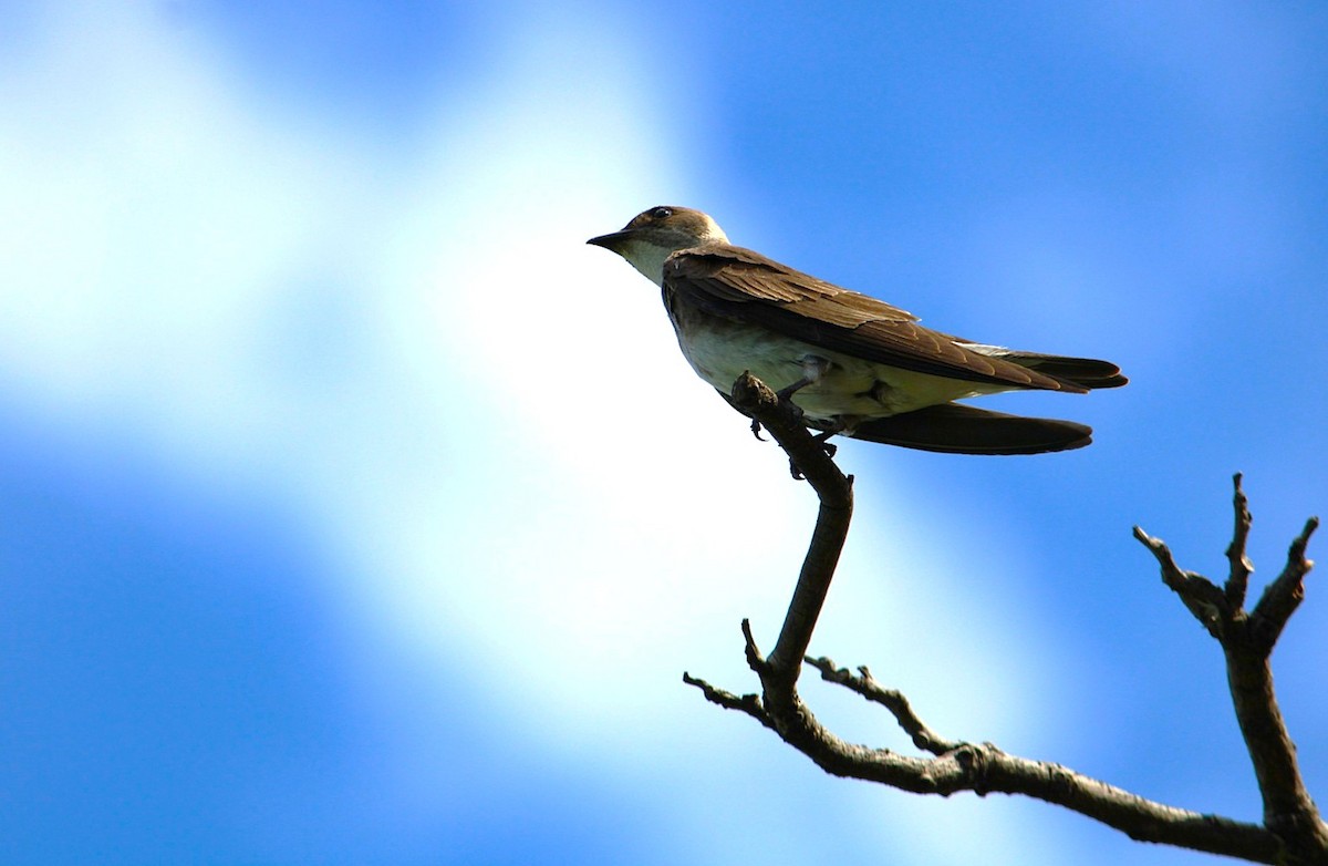 Brown-chested Martin - ML646443134