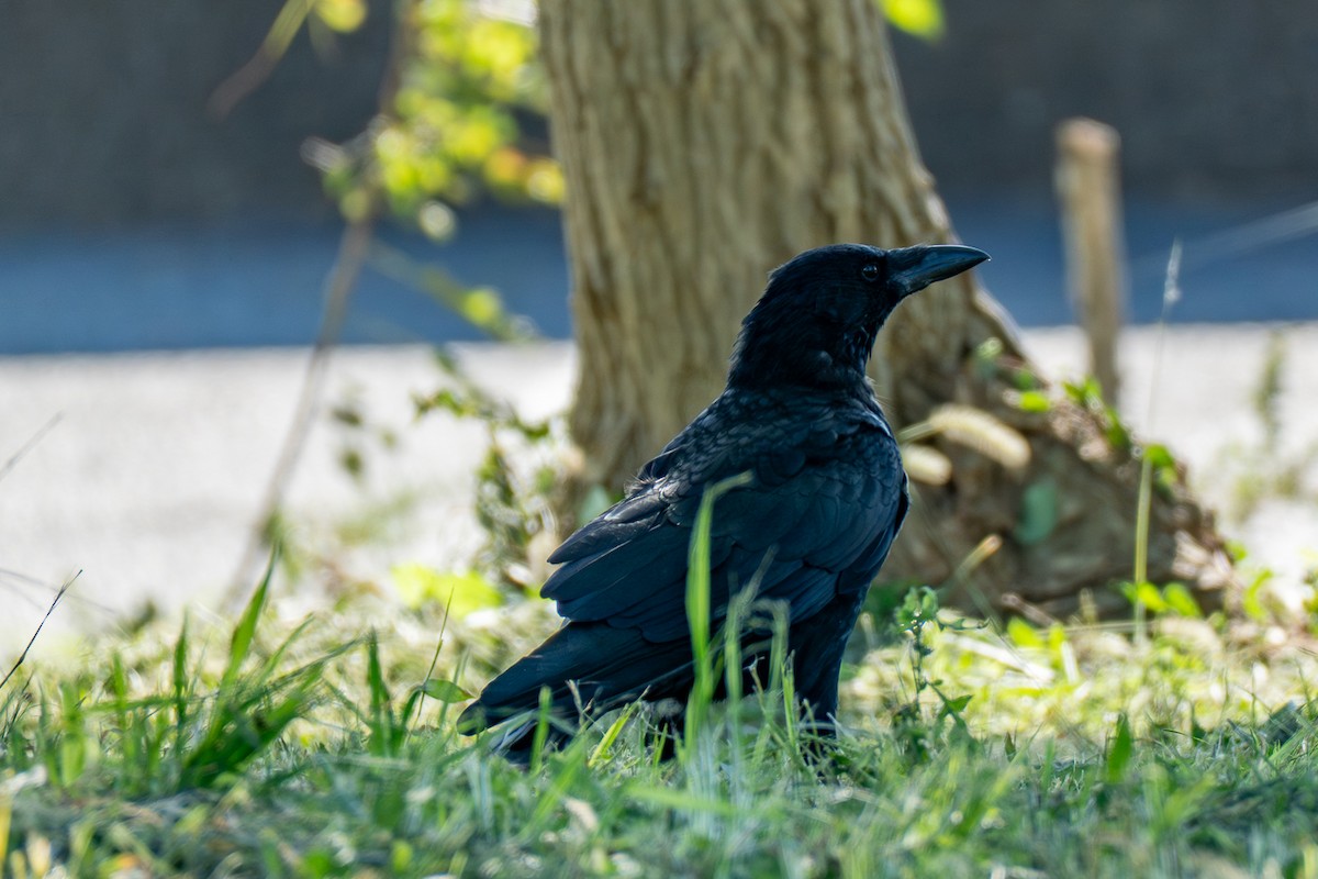 Чёрная ворона - ML646443136
