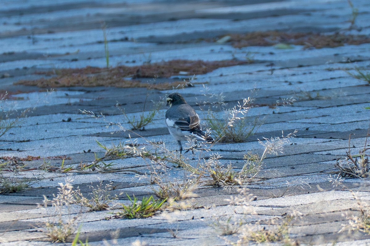 Белая трясогузка - ML646443138