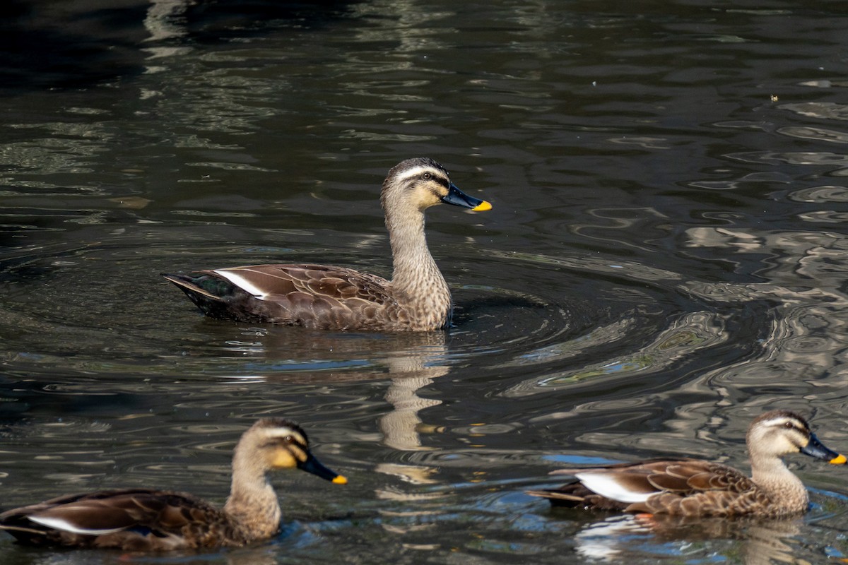 Чёрная кряква - ML646443140