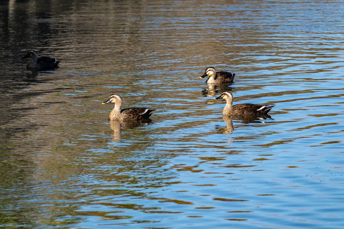 Чёрная кряква - ML646443141