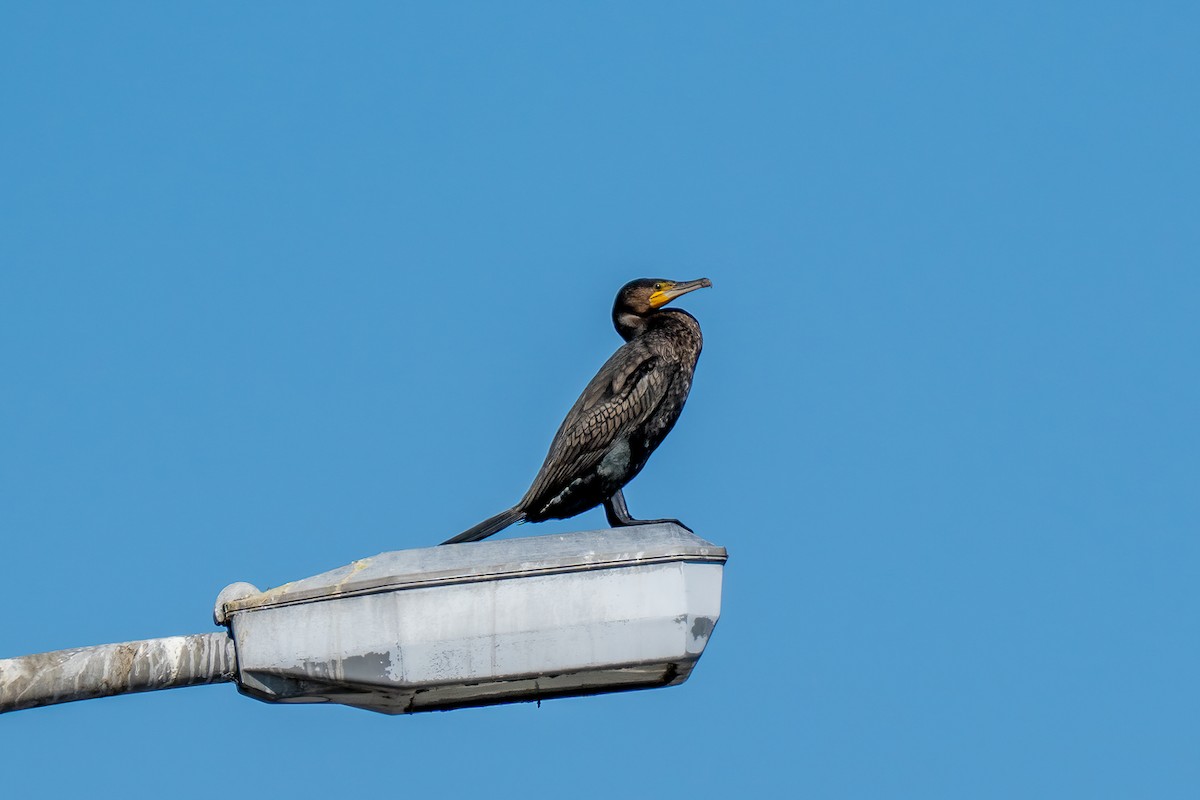 Большой баклан - ML646443144