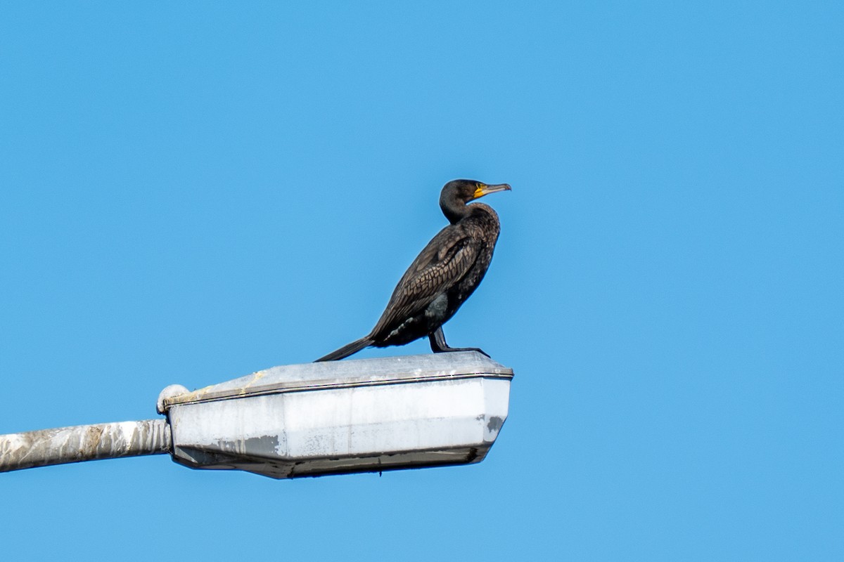 Большой баклан - ML646443145