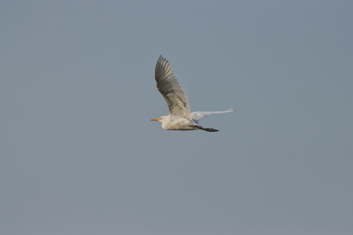 Western Cattle-Egret - ML646443147