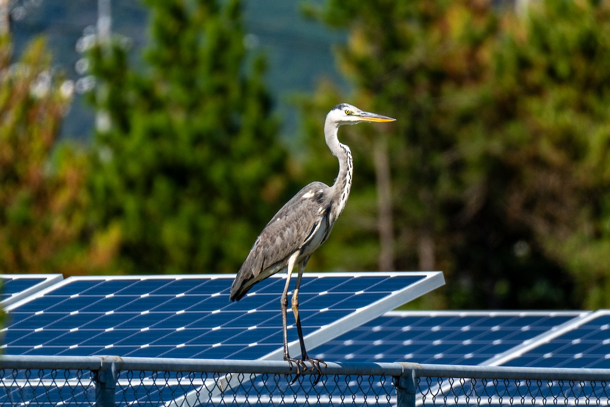 Серая цапля - ML646443156