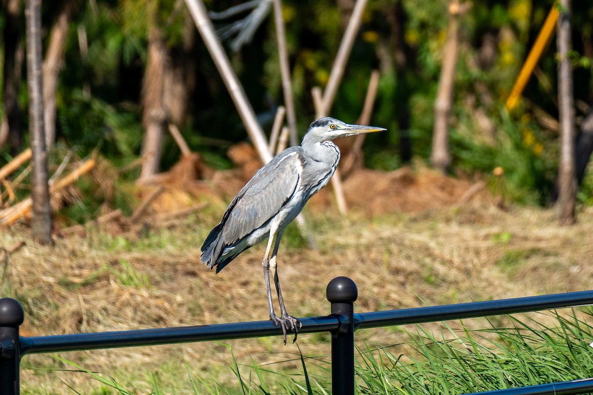 Серая цапля - ML646443157