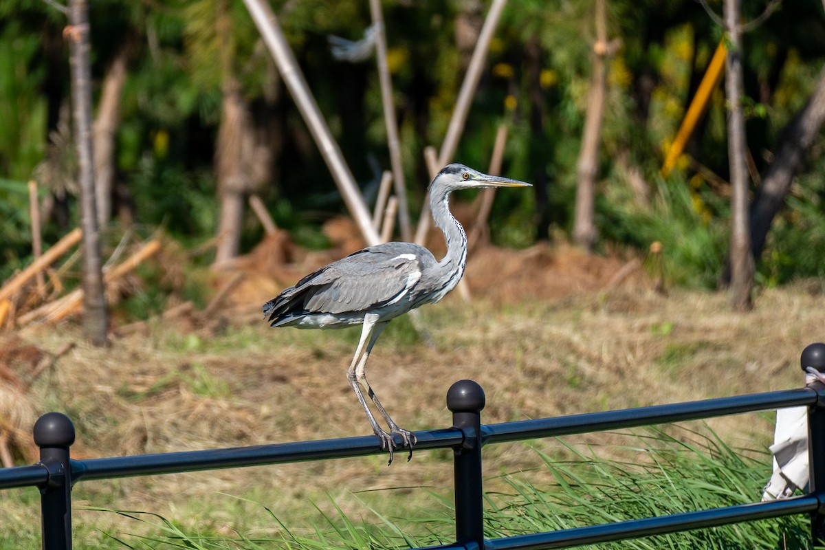 Серая цапля - ML646443158